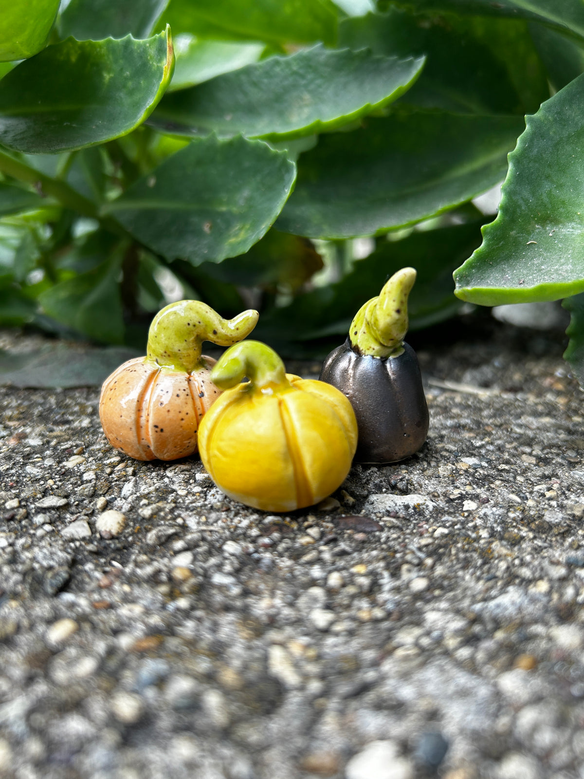 Mini Pumpkin Trio: Warm Tones